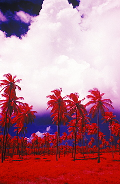 Low angle view of palm trees