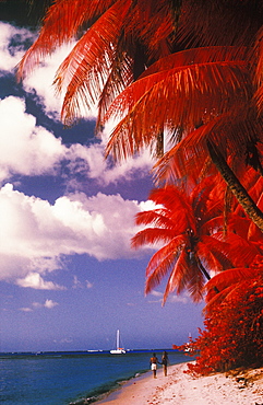 Palm trees on the beach, Caribbean