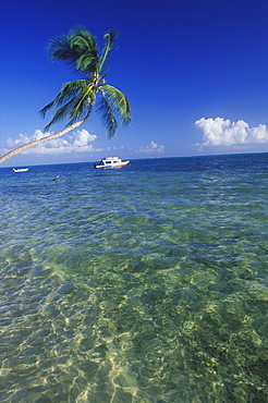 Palm tree leaning over the sea, Caribbean