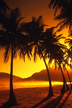 Silhouette of palm trees on the beach, Caribbean