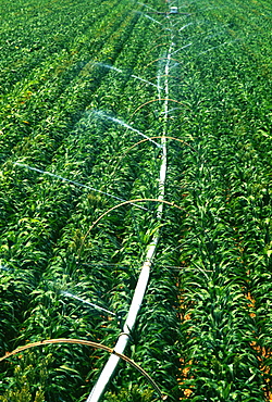 Irrigation system for soy beans in Midwest , USA