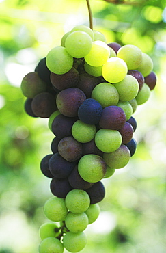 Close-up of grapes, Bali, Indonesia