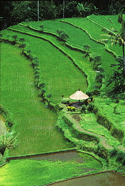 High angle view of a sunshade on a terraced field, Bali, Indonesia