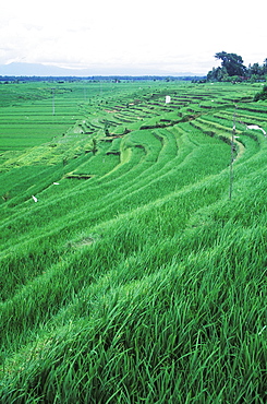 Panoramic view of a terraced field, Bali, Indonesia