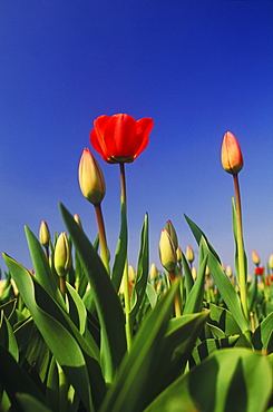 Close-up of flowers in a field, Amsterdam, Netherlands