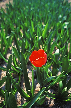 Close-up of a red flower in a field, Amsterdam, Netherlands