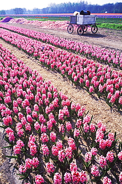 Flowers in a field, Amsterdam, Netherlands