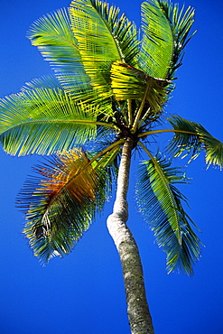 Low angle view of a palm tree on Maracas Beach, Trinidad, Caribbean