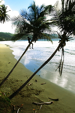 View of a boy climbing a slanted palm tree on Maracas Beach, Trinidad, Caribbean