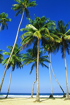 Tall palm trees are seen on Maracas Beach, Trinidad, Caribbean