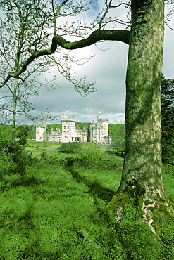 Close-up of a tree, Dromoland Castle, Shannon Area, Republic of Ireland