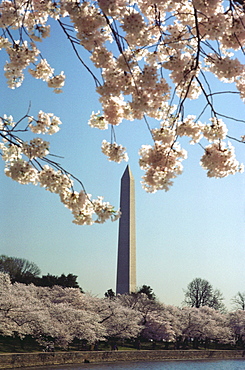 Cherry blossom trees along a river, Washington Monument, Washington DC, USA