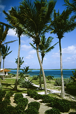 Palm trees beside the ocean, Eleuthera, Bahamas