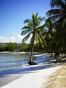 Palm trees on the beach