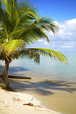 Palm tree on the beach