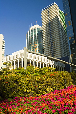 Close-up of plants in front of skyscrapers, Miami, Florida, USA