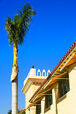 Low angle view of a palm tree in front of a building