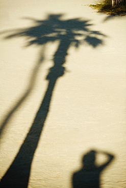 Shadow of a palm tree and a person on the sand