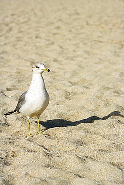 High angle view of a sea gull on the beach