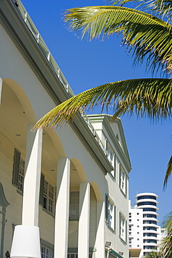 Low angle view of a palm tree in front of a building, Miami, Florida, USA