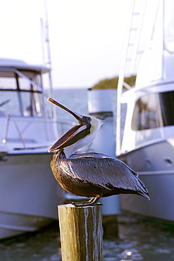 Side profile of a pelican perching on a wooden post