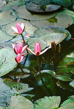 Lotus Pond at the Temple of Literature, Hanoi, Vietnam