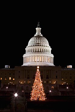 Christmas tree in front of a government building, Capitol Building, Washington DC, USA