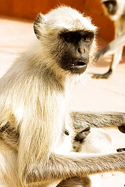 Close-up of a monkey, Jaigarh Fort, Jaipur, Rajasthan, India