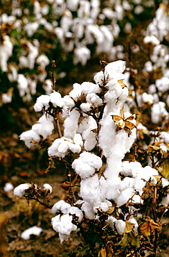 Close shot of Field of cotton ready for harvest in Texas