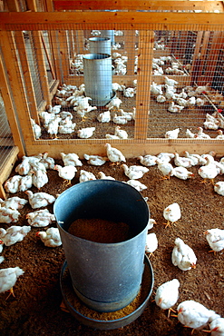 Feading chicks on research farm near Salisbury, MD