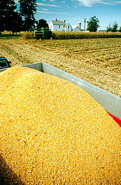 Corn in wagon as combine moves thru field with white house in the background, Clinton county, OH