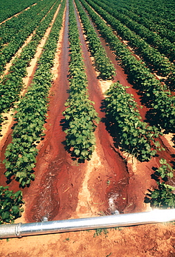 Soy bean field in Midwest