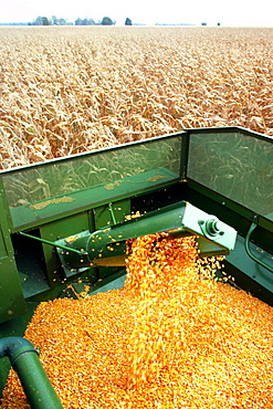 Hopper fills with corn as combine moves thru field , Clinton county , OH