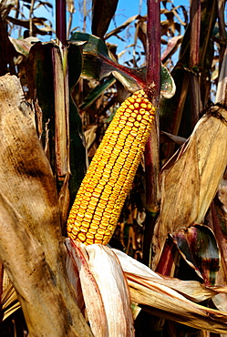 Ear of corn in field ready for harvest, blue sky in the background, OH