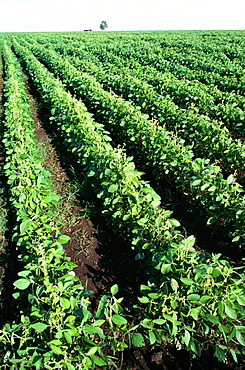 Soy bean fields, Argentina