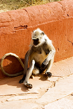 High angle view of a monkey, Jaigarh Fort, Jaipur, Rajasthan, India