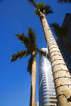 Low angle view of palm trees in front of a skyscraper, Miami, Florida, USA