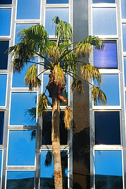 Low angle view of a palm tree in front of a building