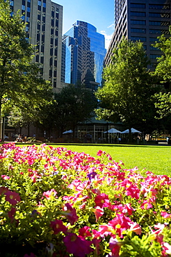 Flowers in a park, Norman Leventhal park, Boston, Massachusetts, USA