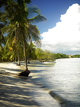 Palm trees on the beach