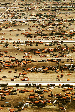 High angle view of a herd of cattle