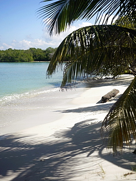 Palm tree on the beach