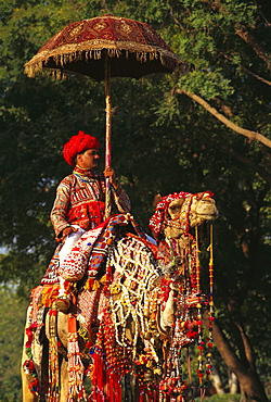 Mid adult man riding a decorated camel, Jaipur, Rajasthan, India