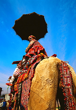 Low angle view of a mid adult man riding a camel, Jaipur, Rajasthan, India