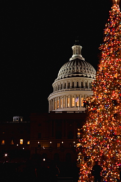 Tree in front of a government building lit up at night, Capitol building, Washington DC, USA