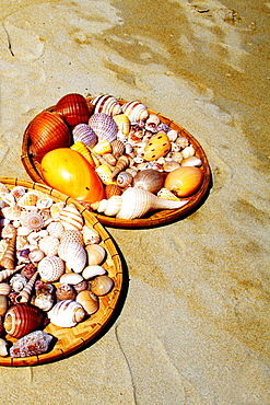 High angle view of assorted seashells in plates