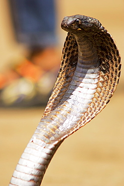 Close-up of a cobra, Pushkar, Rajasthan, India