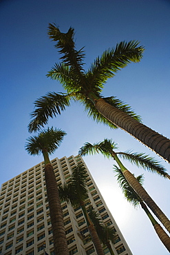 Low angle view of palm trees in front of a skyscraper, Miami, Florida, USA