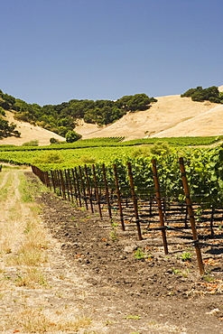 Vineyard on a landscape