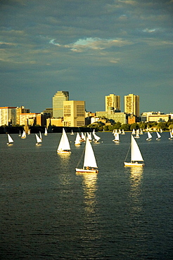 Sailboats in a river, Charles River, Boston, Massachusetts, USA